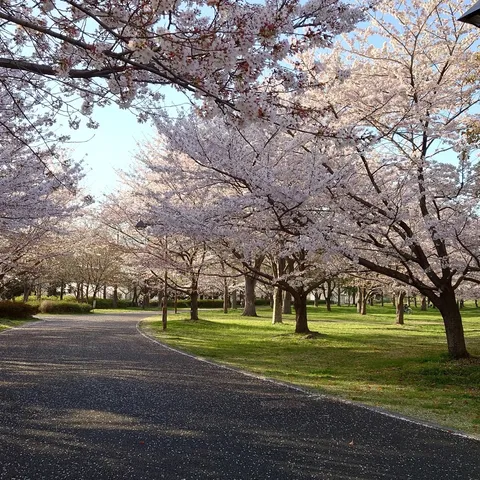 桜舞い散る、春の小径
