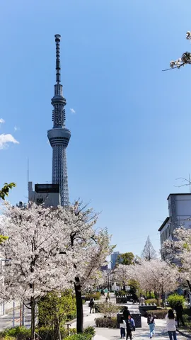 春色スカイツリーと花見客
