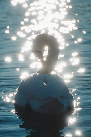 水面に輝く光と白鳥の神秘
