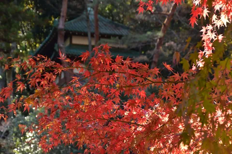 静かな紅葉の光の揺らぎ