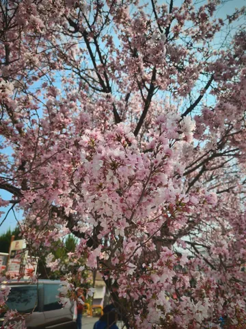 桜色の夢、木漏れ日