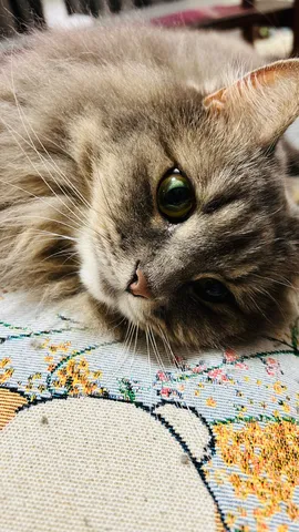 緑の瞳に吸い込まれそうな猫