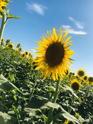 ひまわり畑、青空に背を向けて
