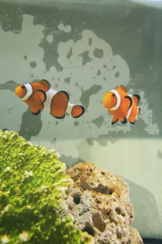 水中散歩、お魚の表情