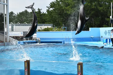 躍動するイルカ、水しぶきに夏を感じる