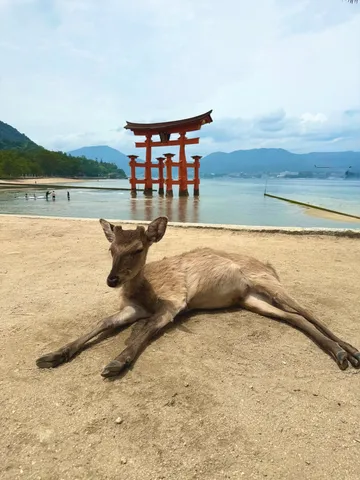 潮風と、まどろむ鹿の島