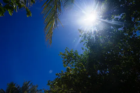 青空に輝く太陽と葉のコントラスト