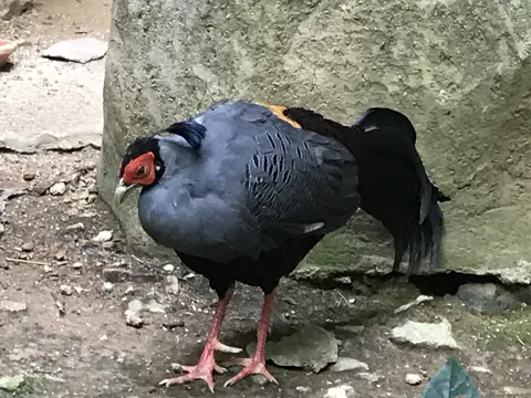 岩陰に佇む赤顔の鳥