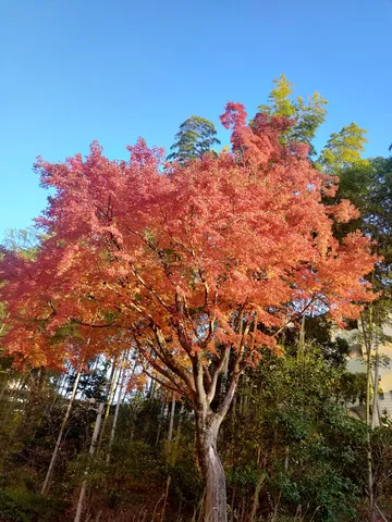 燃えるような秋の赤