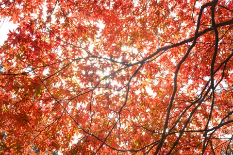 陽光きらめく紅葉の空