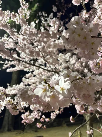 夜桜の幻想的なひととき
