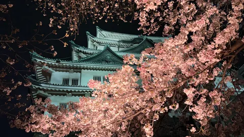 宵に咲き誇る、桜と古城の夢