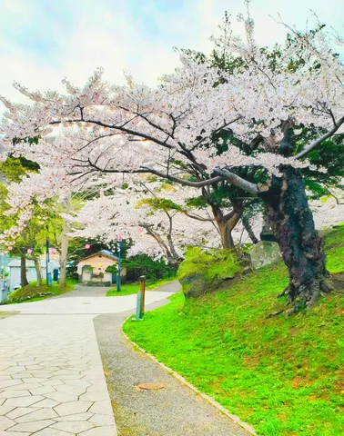 光まとう桜のトンネル