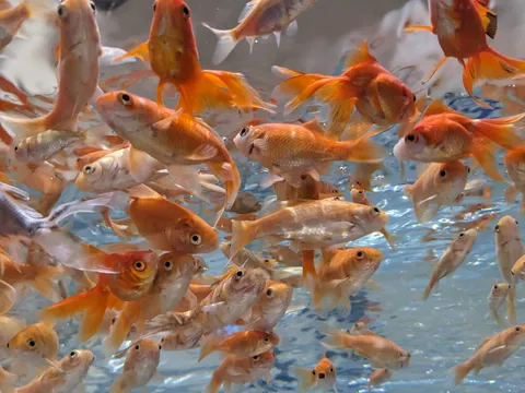 金魚たちの熱気！