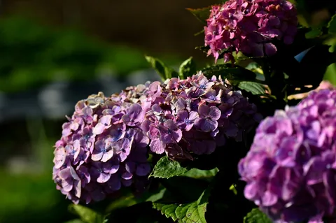 紫陽花の繊細なグラデーション