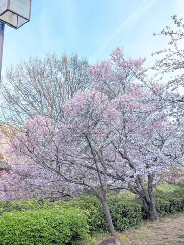 淡い桜と青空の春景色