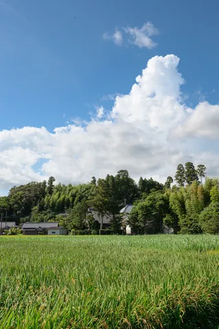 緑の絨毯と夏の空