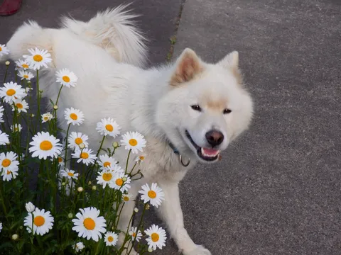 白い犬とデイジーの初夏