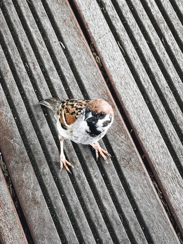 木漏れ日と、好奇心旺盛な野鳥