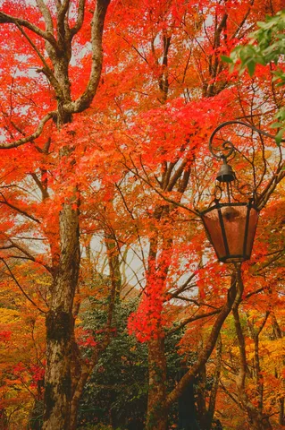 紅葉に溶け込むノスタルジックな灯り