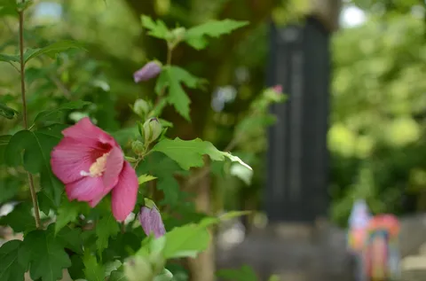 静寂に佇む一輪の花