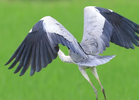 水面を蹴る、鳥の躍動