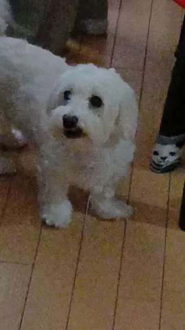 ふわふわワンコの日常
