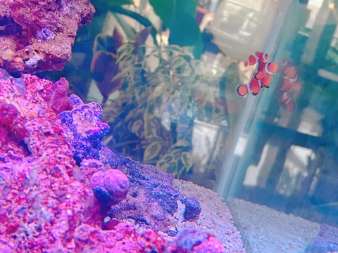 水槽の中の小さな冒険者たち