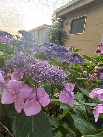 雨露に濡れる紫陽花の儚げな美しさ