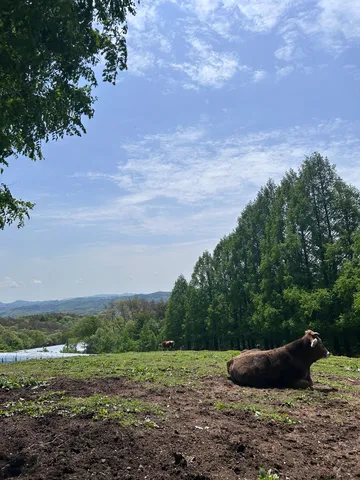 のんびり牛さん、丘でひなたぼっこ