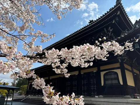 雅やかな桜と静寂の伽藍