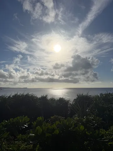 光の海と葉影の情景