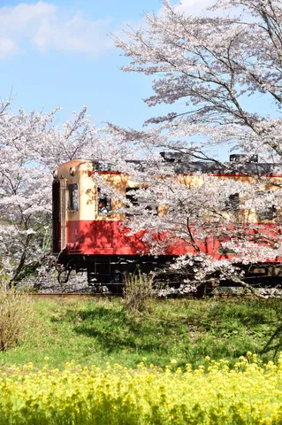 春色列車と桜の共演