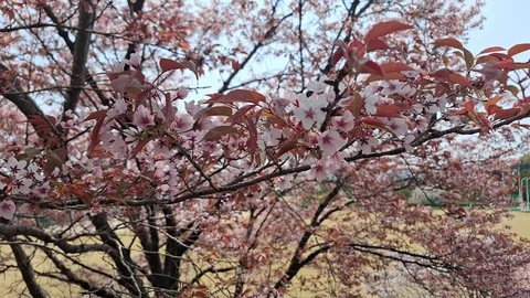 春の陽光、淡き花衣