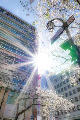 桜と陽光きらめく街角