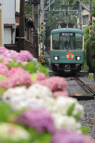 紫陽花と走る、緑の列車