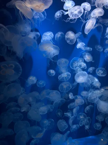 青の海を漂うクラゲの幻想