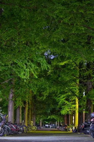 緑豊かな夜の並木道
