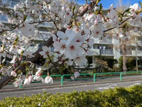 春の訪れ、桜の柔らかな息吹