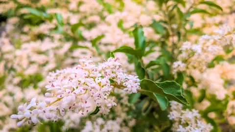 白い小花の繊細な輝き