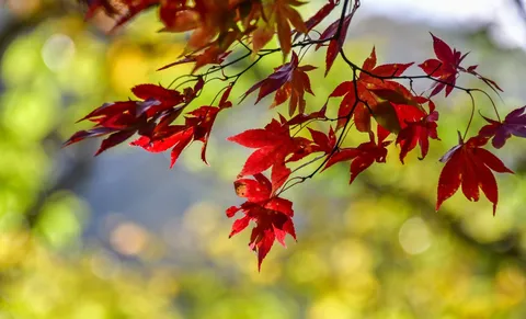 燃えるような紅葉の枝