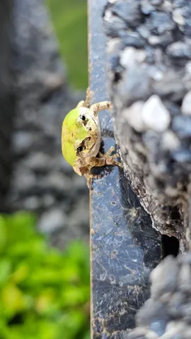 かくれんぼ上手なアマガエル