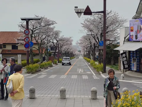桜と菜の花の春景色