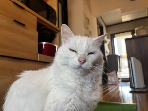 ねこ
