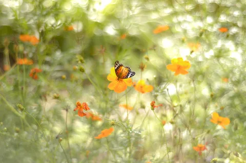 橙の花に舞う小さな旅人