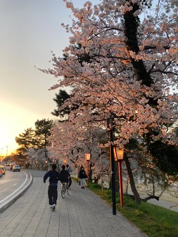 夕陽に染まる桜並木道