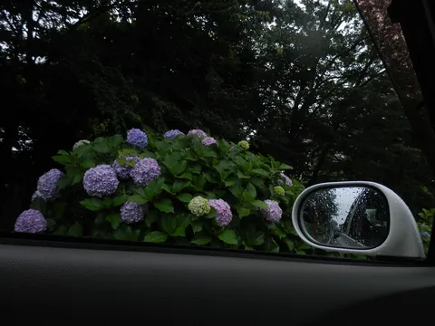 雨粒と紫陽花のいとなみ