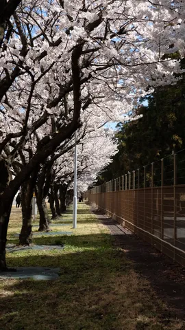春風そよぐ桜並木