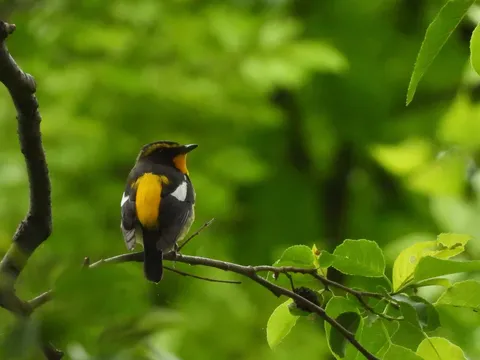 黄色の差し色が鮮やかな小鳥