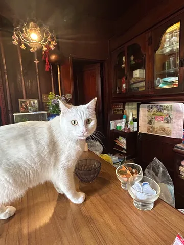 白猫とレトロな空間の日常